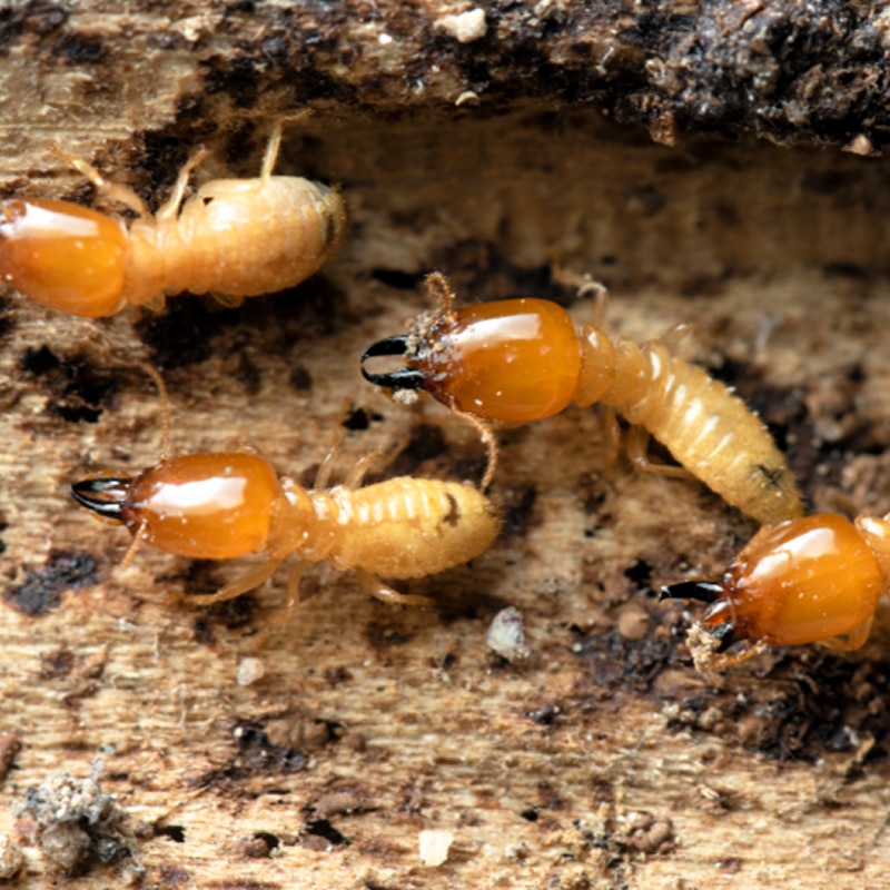 Homme professionnel souriant en gilet de travail. Portrait professionnel d'un homme souriant dans un gilet de travail bleu gris. Expression confiante.